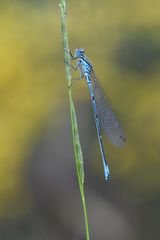 Coenagrion mercuriale – Helm-Azurjungfer - Männchen