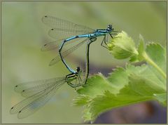 Coenagrion puella