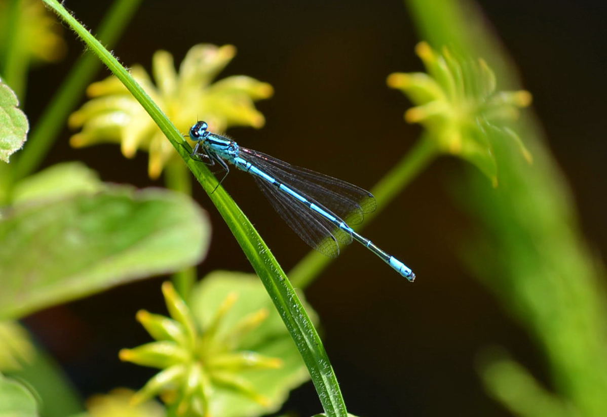 Coenagrion puella