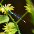 Coenagrion puella