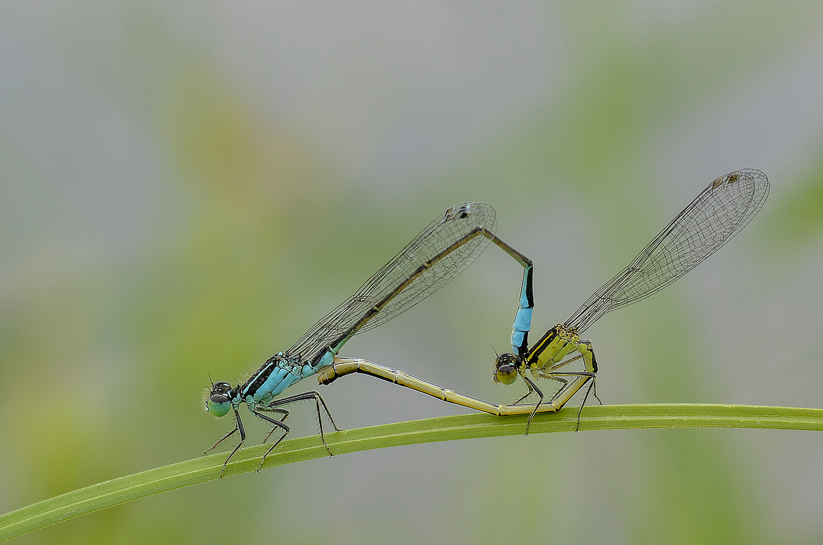 Coenagrion puella 