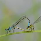 Coenagrion puella 