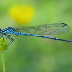 Coenagrion puella