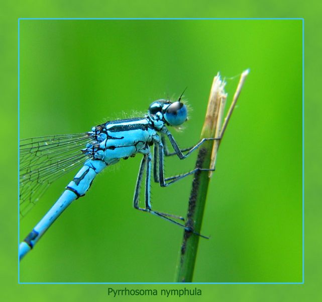 Coenagrion puella