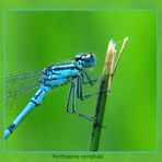 Coenagrion puella