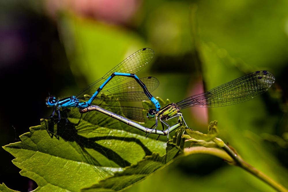 Coenagrion puella