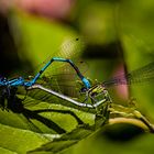 Coenagrion puella