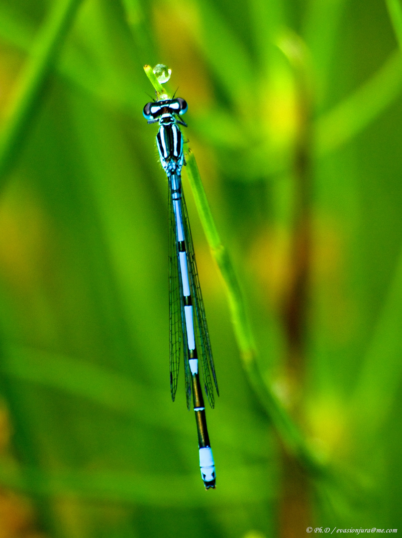 Coenagrion puella