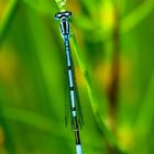 Coenagrion puella