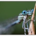 Coenagrion Puella