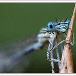 Coenagrion Puella