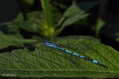 Coenagrion puella