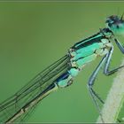 Coenagrion Puella