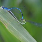 Coenagrion puella Hufeisen-Azurjungfer