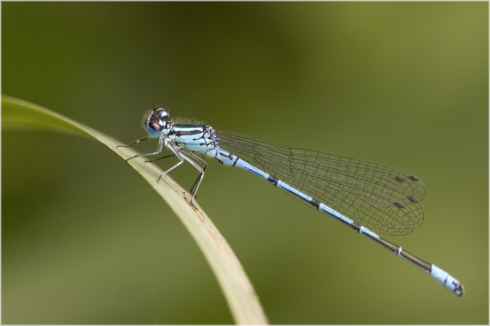 Coenagrion puella mâle