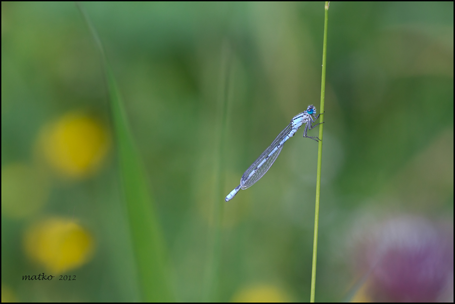 ''Coenagrion puella'',Agrion jouvencelle