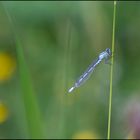 ''Coenagrion puella'',Agrion jouvencelle