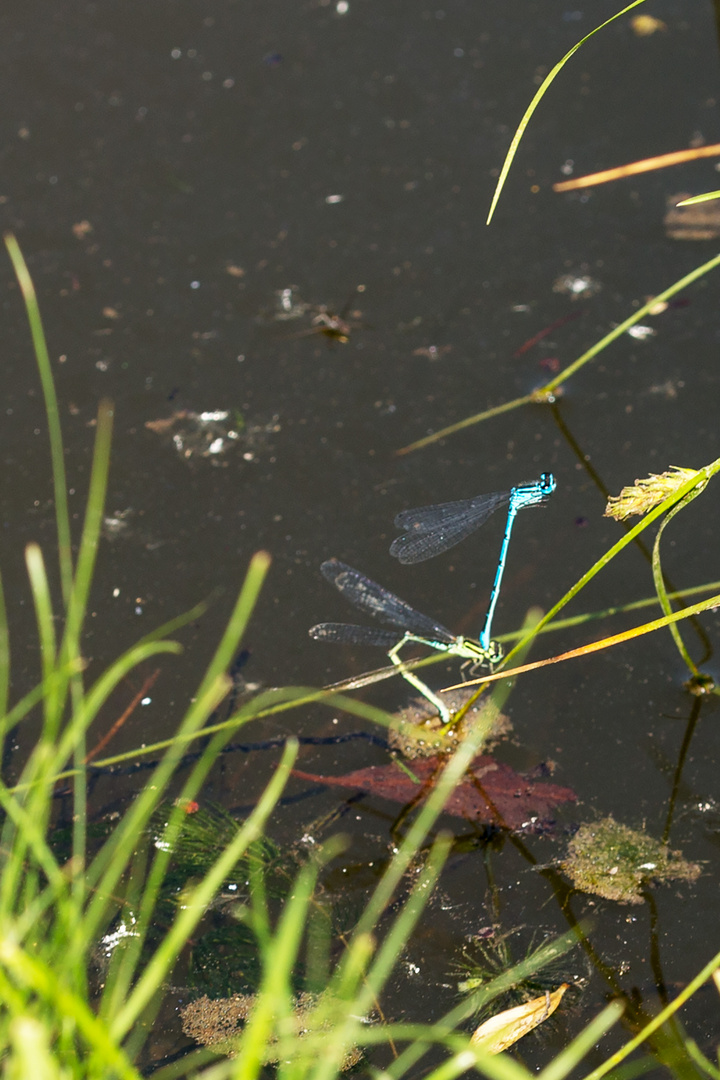 Coenagrion Typ der Eiablage