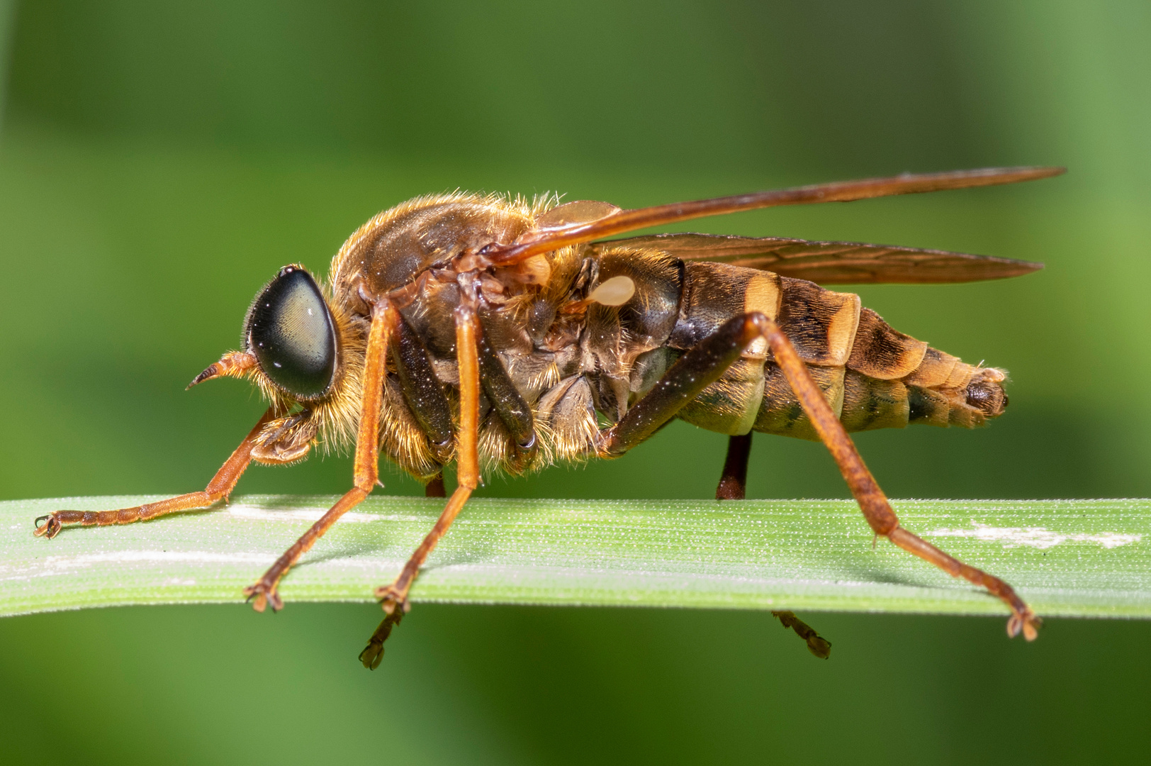 Coenomyia ferruginea (01)