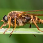 Coenomyia ferruginea (01)