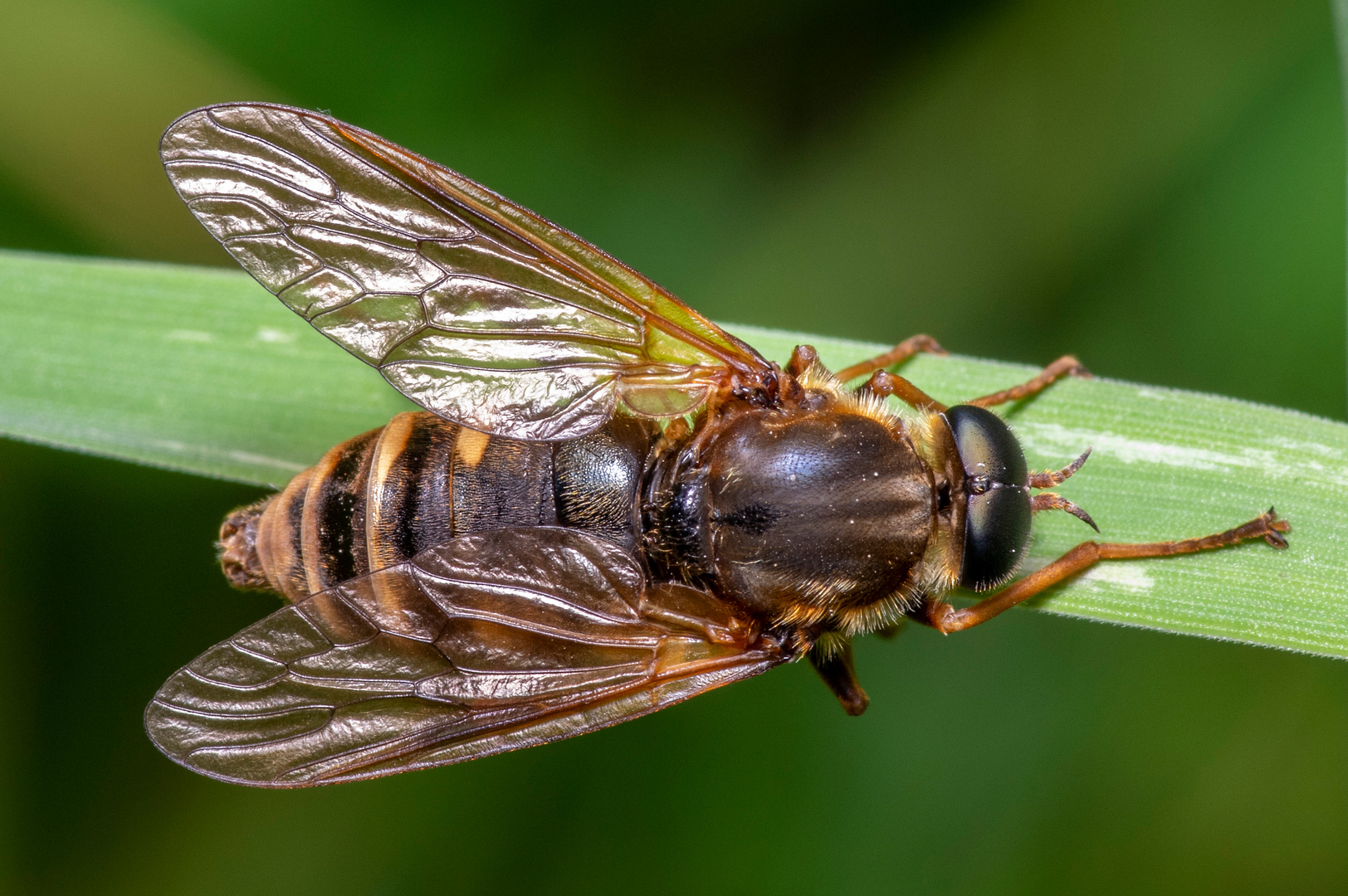 Coenomyia ferruginea (02)