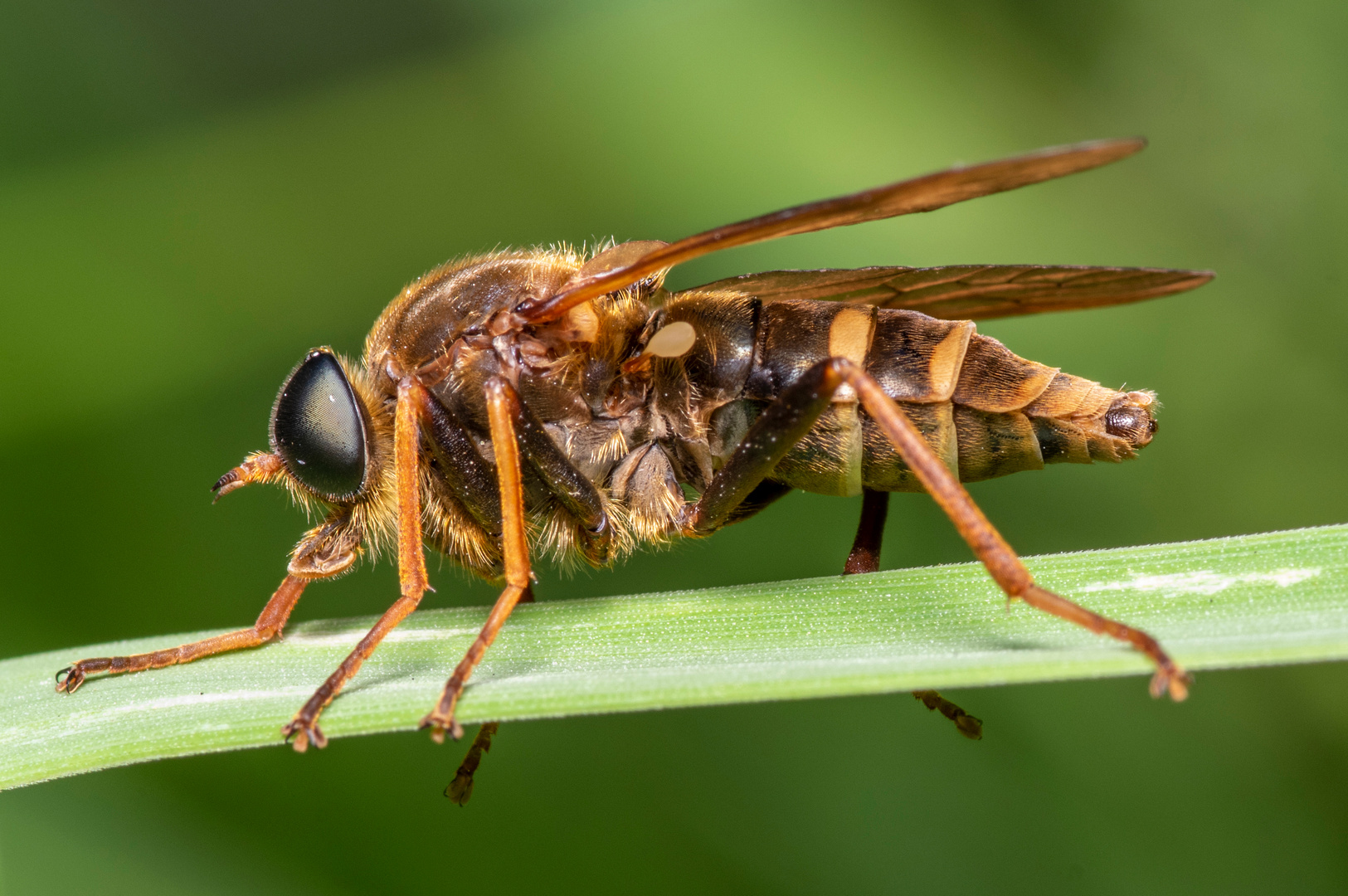 Coenomyia ferruginea (03)