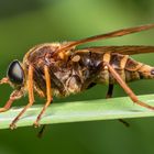 Coenomyia ferruginea (03)