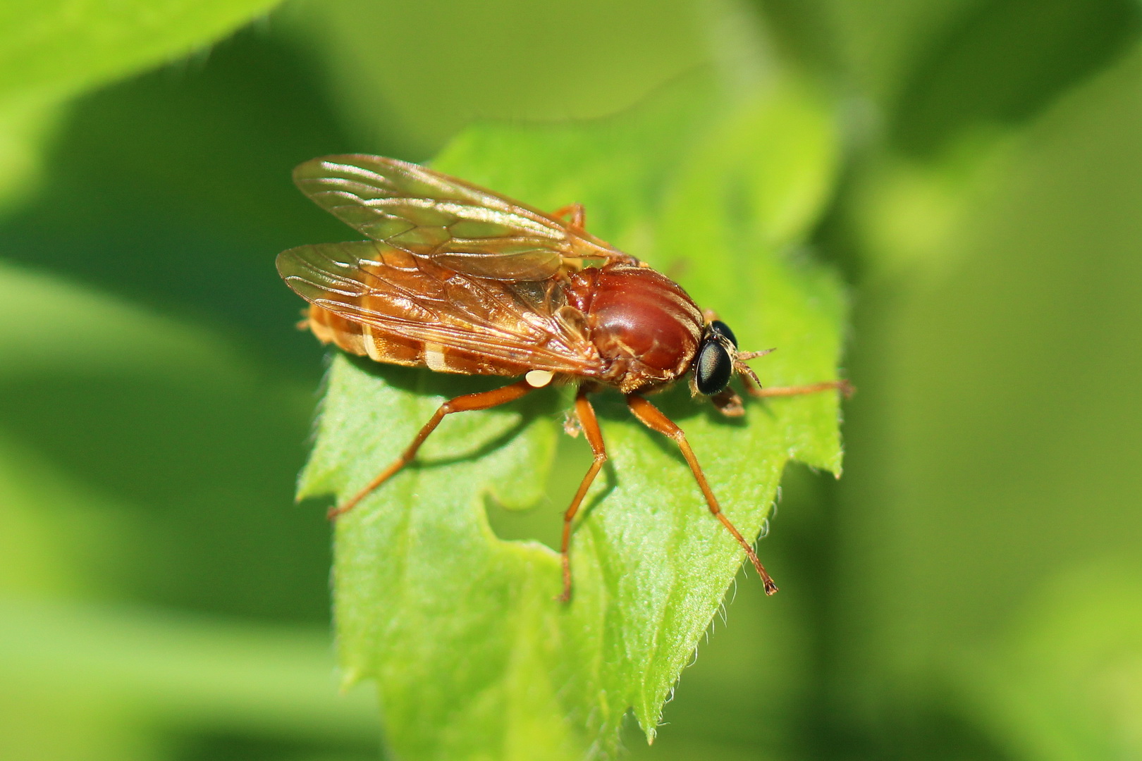 Coenomyia ferruginea