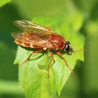 Coenomyia ferruginea