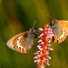 coenonympha