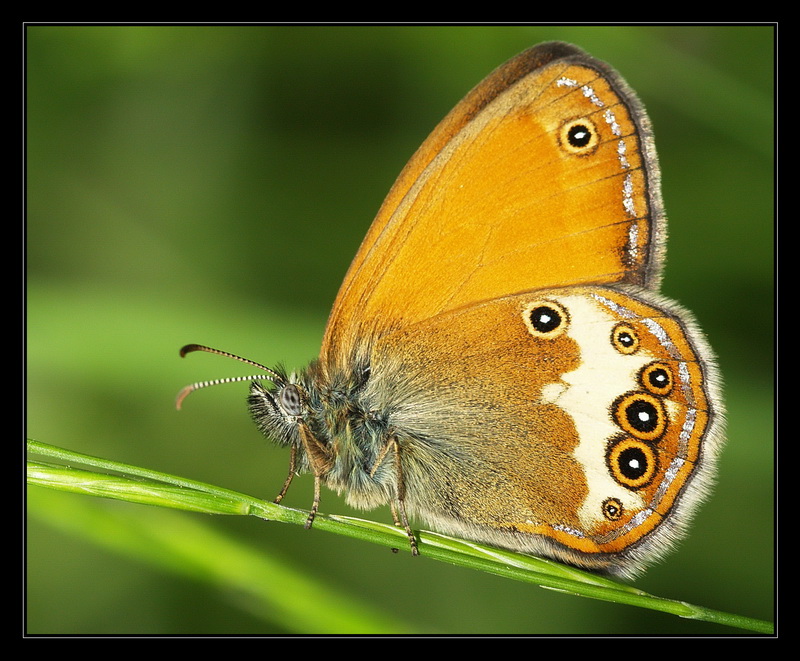 Coenonympha arcania