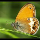 Coenonympha arcania