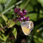 Coenonympha arcania