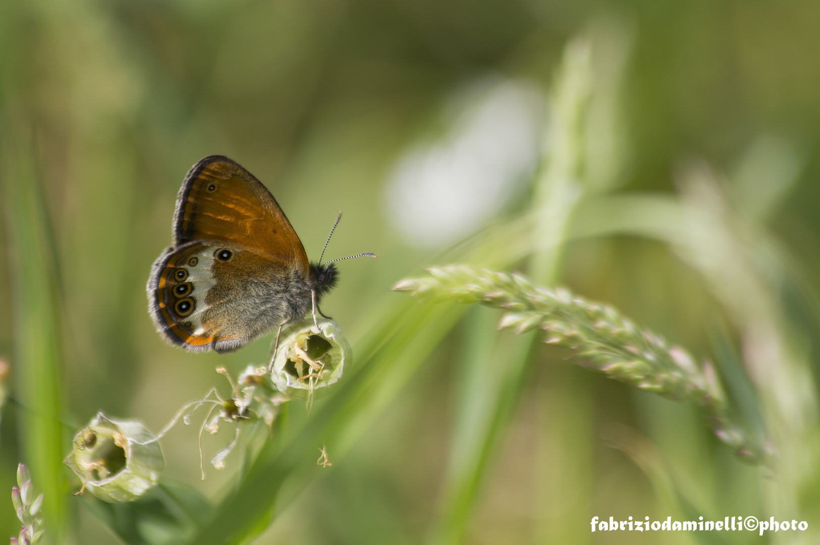 Coenonympha arcania