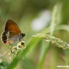 Coenonympha arcania