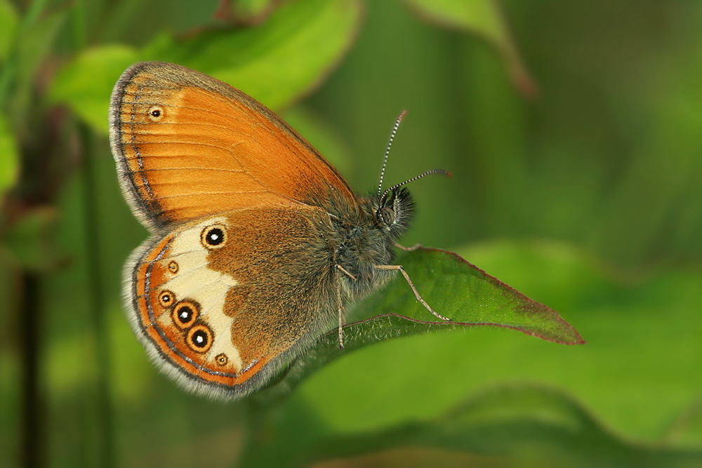 Coenonympha arcania