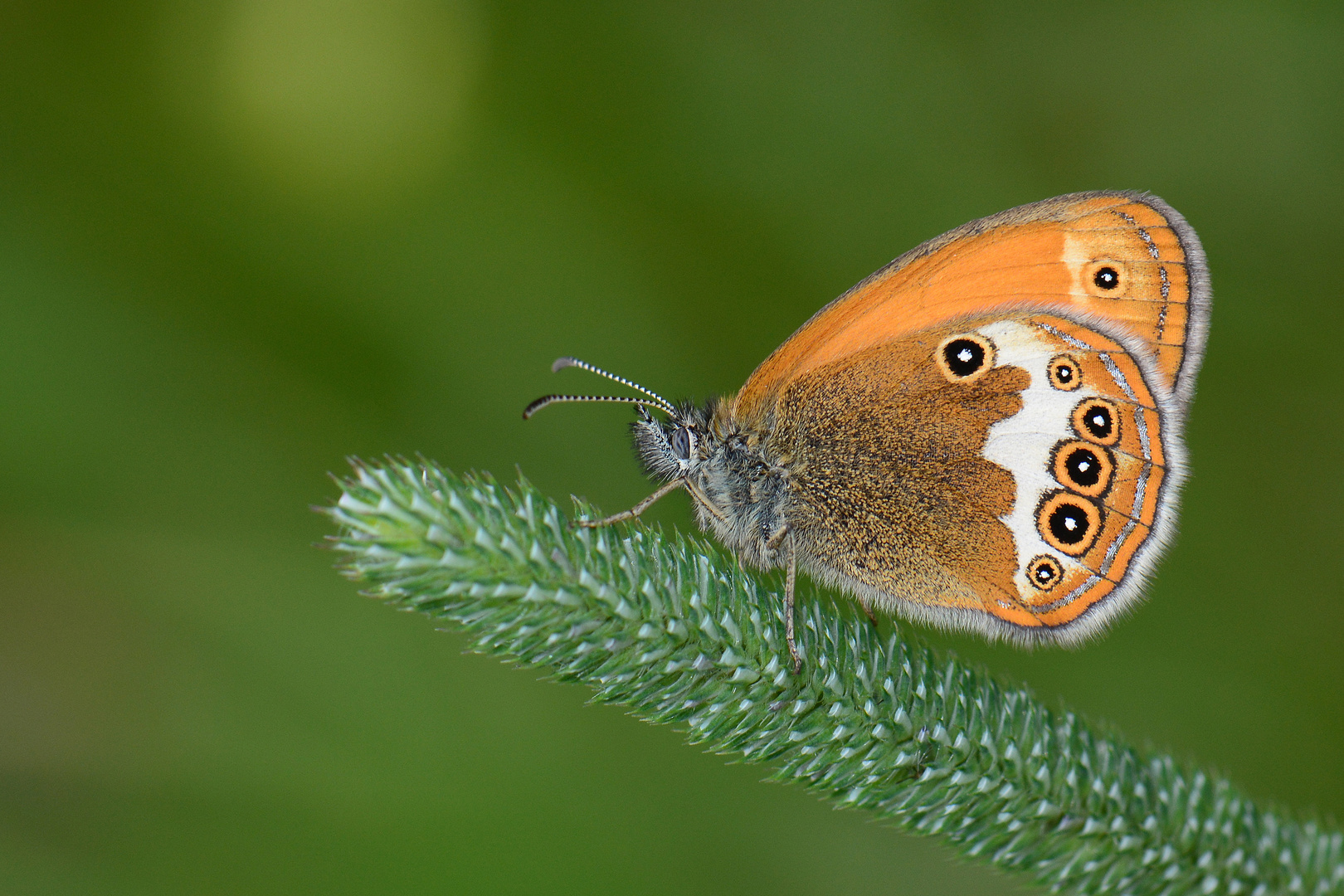 Coenonympha arcania , Pearly heath