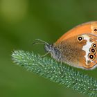 Coenonympha arcania , Pearly heath