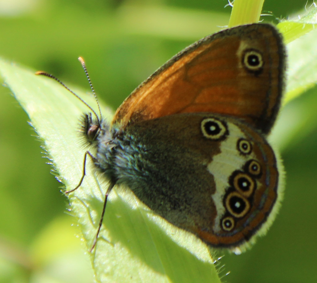 Coenonympha arcania- weißbindiges Wiesenvögelchen