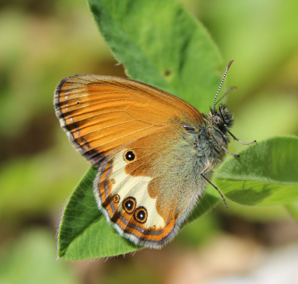  Coenonympha arcania- weißbindiges Wiesenvögelchen, Perlgrasfalter 