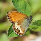  Coenonympha arcania- weißbindiges Wiesenvögelchen, Perlgrasfalter 