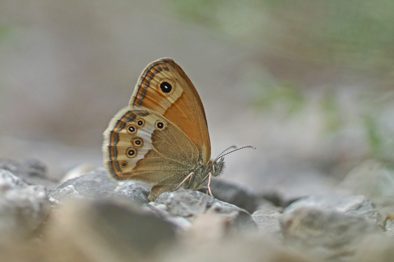 Coenonympha dorus