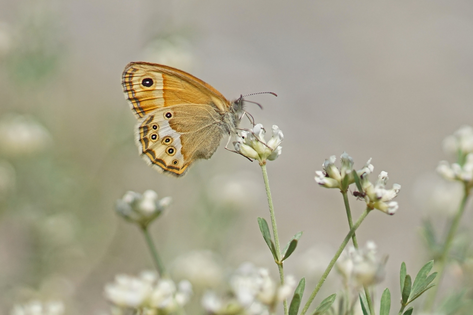 Coenonympha dorus