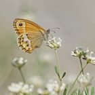 Coenonympha dorus