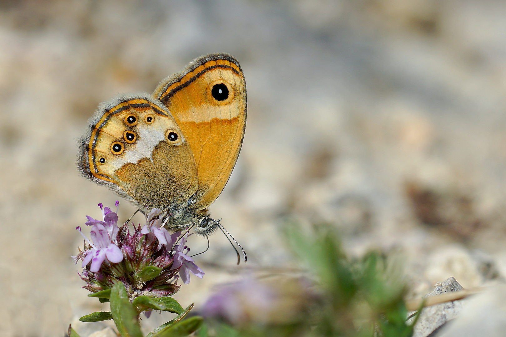 Coenonympha dorus