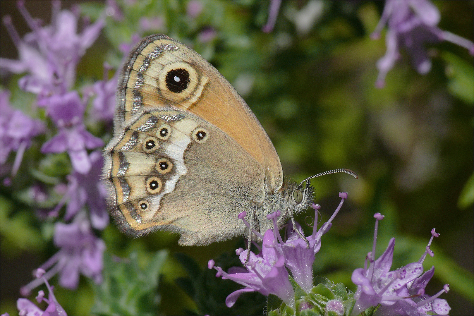 Coenonympha dorus