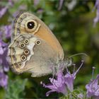 Coenonympha dorus