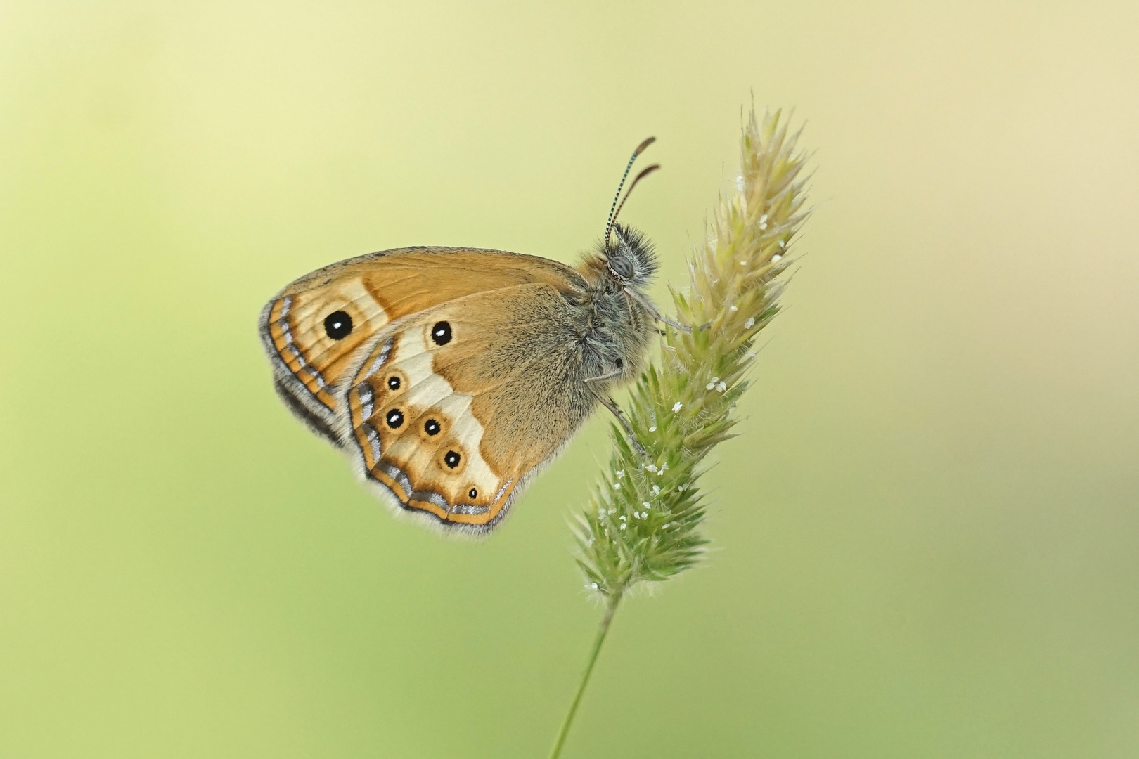 Coenonympha dorus