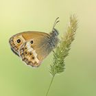 Coenonympha dorus