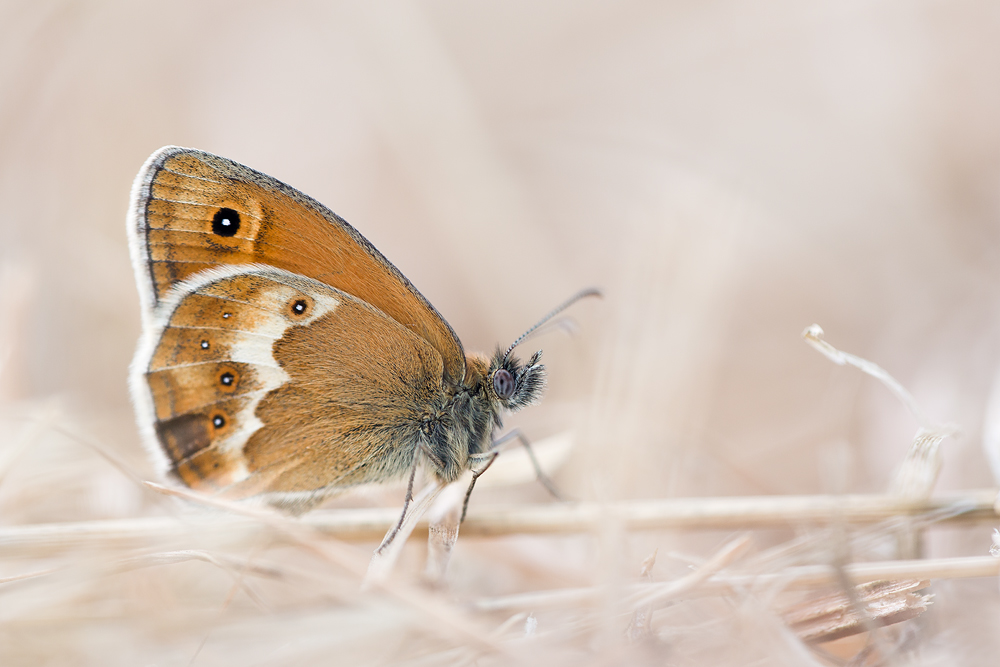 Coenonympha dorus Variation bieli